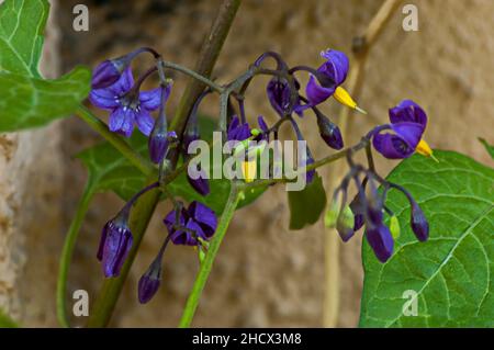 Dolce amarognolo, solanum dulcamara, fiore e gambo, Sofia, Bulgaria Foto Stock