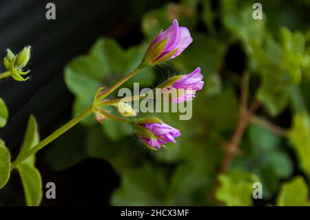 Gemme di un bel fiore di pelargonio che fiorisce rosa nel giardino, Sofia, Bulgaria Foto Stock