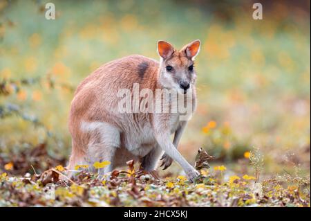 Wallaby guardando la macchina fotografica mentre mangiano foglie autunnali in un bellissimo parco Foto Stock