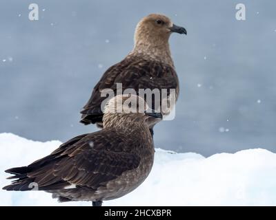 Polar Sud Skua, Stercorarius maccordmicki, su ghiaccio lungo la penisola antartica Foto Stock