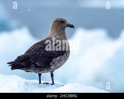 Polar Sud Skua, Stercorarius maccordmicki, su ghiaccio lungo la penisola antartica Foto Stock