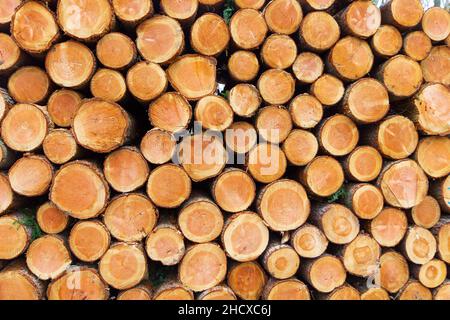 Sfondo dei log ad albero Foto Stock