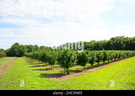 Paesaggio nocciola frutteto nel Lot francese Foto Stock