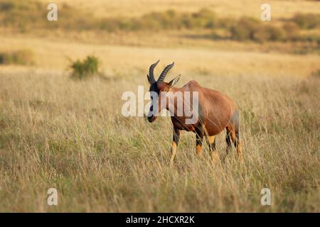 Coastal Topi - Damaliscus lunatus, antilope altamente sociale, sottospecie di tsessebe comune, si verificano in Kenya, precedentemente trovato in Somalia, da broppa rossastra Foto Stock