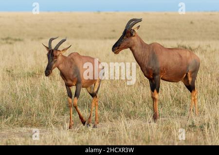 Coastal Topi - Damaliscus lunatus, antilope altamente sociale, sottospecie di tsessebe comune, si verificano in Kenya, precedentemente trovato in Somalia, da broppa rossastra Foto Stock