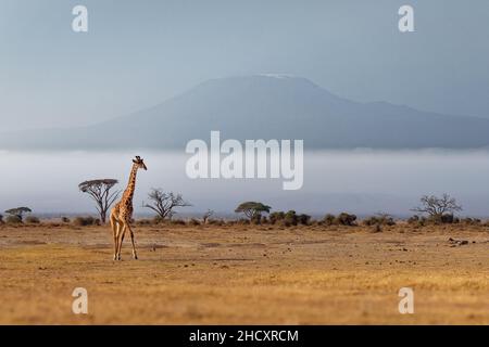 Masaai Giraffe - Giraffa tippelskirchi anche Maasai o Kilimanjaro giraffe, la più grande giraffa, nativo di Africa orientale, Kenya e Tanzania, a piedi sul Foto Stock