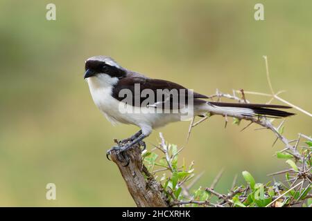 Gray-backed fiscale - Lanius excubitoroides nero, bianco e grigio uccello in Laniidae, trovato in Africa, i suoi habitat naturali sono savana secca e subtro Foto Stock
