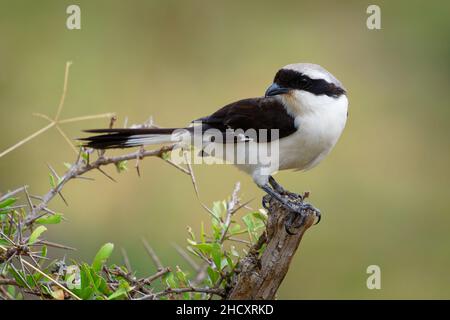 Gray-backed fiscale - Lanius excubitoroides nero, bianco e grigio uccello in Laniidae, trovato in Africa, i suoi habitat naturali sono savana secca e subtro Foto Stock