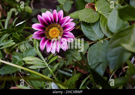 Gazania o fiore del tesoro in piena fioritura sullo sfondo delle foglie. Gazania - una pianta ornamentale per il disegno di giardino e del parco paesaggistico. Selectiv Foto Stock