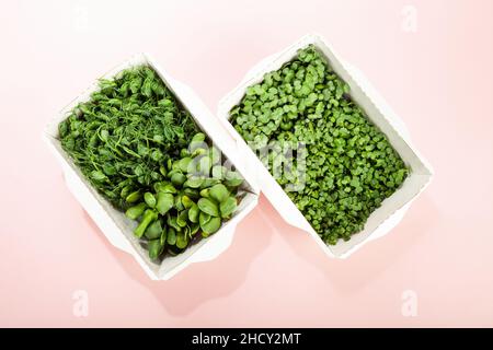 Microgreens in una scatola di carta ecologica usa e getta di semi di girasole. Idea per un sano servizio di consegna di cibo vegano. Verde Microgreen pubblicità. Micro Foto Stock