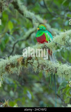 Quetzal resplendente (Pharomachrus mocinno), maschio Foto Stock