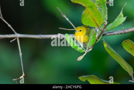 Prothonotary trillo (Protonotaria citrea) Foto Stock