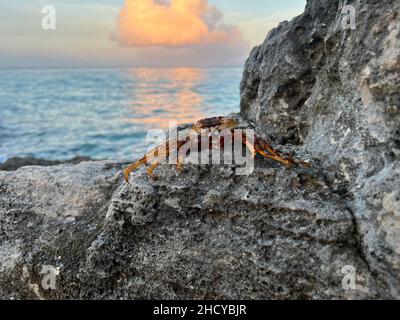 Granchio rosso seduto su rocce vicino all'oceano. Granchio colorato godendo il sole e aspettando la preda a Cozumel, Messico. Foto Stock