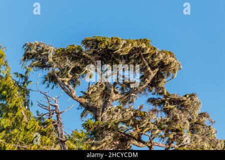 Sulla costa centrale esposta della Columbia Britannica, un albero si erge contro un cielo blu brillante, carico di muschio denso e licheni a lunga sospensione soffiato dal vento. Foto Stock