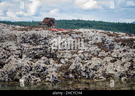 Vista dal livello del mare di un avvoltoio tacchino (aura catartes) che ispeziona da vicino una grande carcassa rossa e sanguinosa (probabilmente un sigillo o un cervo) su una barriera corallina barnaclata. Foto Stock