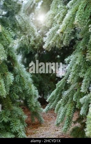 Alberi di conifere ricoperti di ghiaccio dopo una tempesta di ghiaccio invernale. Effetto della glassa atmosferica. Foto Stock