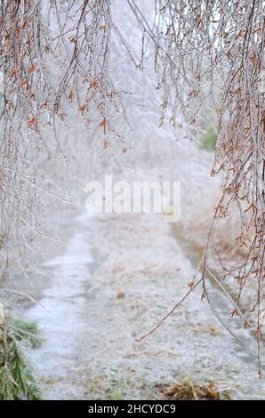 Effetto della glassa atmosferica. La pioggia gelida copriva una ramificazione di betulla dopo una tempesta di ghiaccio invernale. Postumi di pioggia gelida. Foto Stock