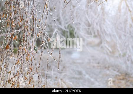 Rami di betulla ricoperti di ghiaccio in primo piano dopo una tempesta di ghiaccio invernale. Postumi di pioggia gelida. Foto Stock