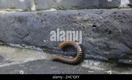 Un millipede. Millipede a piedi su sfondo pavimento in pietra. Centipedi, formiche inghiottite da un grosso morso sulla pietra grigia. Foto Stock