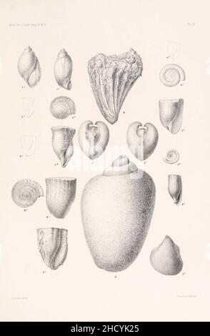Risultati di un esame dei fossili di molluschi siriani, principalmente della gamma del Monte Libano (piastra III) Foto Stock