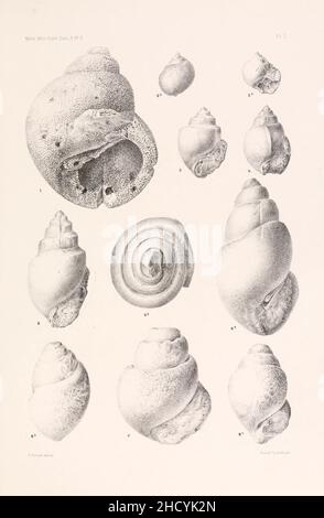 Risultati di un esame dei fossili di molluschi siriani, principalmente della gamma del Monte Libano (piastra i) Foto Stock