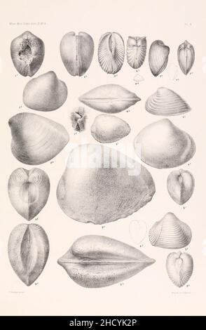 Risultati di un esame dei fossili di molluschi siriani, principalmente della fascia del Monte Libano (piastra IV) Foto Stock