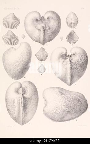 Risultati di un esame dei fossili di molluschi siriani, principalmente della gamma del Monte Libano (lastra V) Foto Stock