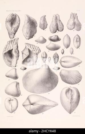 Risultati di un esame dei fossili di molluschi siriani, principalmente della gamma del Monte Libano (lastra VI) Foto Stock