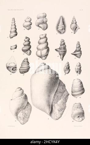 Risultati di un esame dei fossili di molluschi siriani, principalmente della gamma del Monte Libano (piastra II) Foto Stock