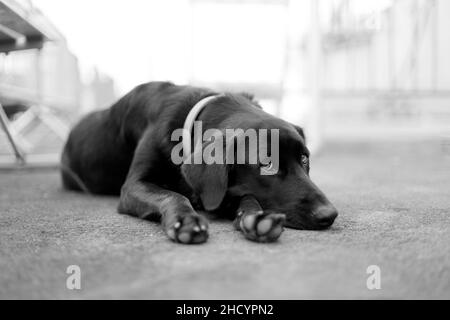 Un cane Labrador nero poggia sul marciapiede in bianco e nero monocromatico con una profondità di campo bassa e uno sfondo sbiadito Foto Stock