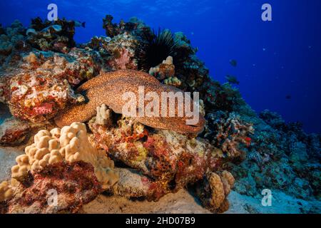 Yellowmargin moray anguilla, Gymnothorax flavimarginatus, che topica la barriera corallina circostante, Hawaii. Foto Stock