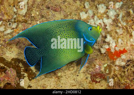 I pesci angelo semicircolare, Pomacanthus semicirculatus, sono pesci solitari della barriera corallina che si trovano nelle zone riparate della costa, le Figi. Foto Stock