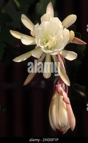 EPIPHYLLUM LAUI È UN CACTUS NATIVO DEL MESSICO MOSTRATO QUI IN PIENO FIORE. COMUNEMENTE NOTO COME LAUS ORCHID CACTUS O CACTUS IN FIORE NOTTURNO. AUSTRALIA. Foto Stock