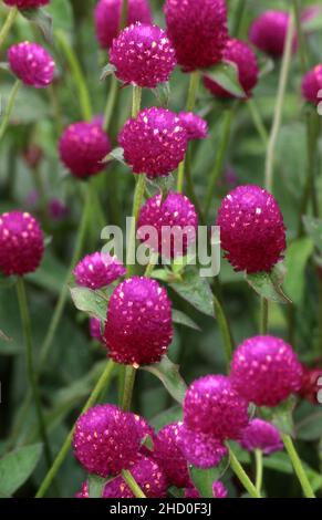 Gomphrena globosa, comunemente noto come amaranto globo o bottoni da scapolo della famiglia delle Amarantacee. Foto Stock