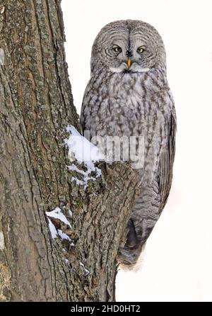 Great Gray Owl seduto su un ramo di albero nella foresta, Quebec, Canada Foto Stock