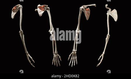 Anatomia scheletrica 3D rappresentazione completa dell'estremità superiore anteriore, posteriore, mediale, laterale su sfondo nero Foto Stock