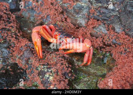 Un granchio rosso maturo mangia i granchi rossi del bambino che ritornano dall'oceano durante la migrazione annuale dei granchi rossi, Ethel Beach sull'isola di Christmas. Foto Stock