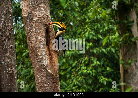 Maschio Great Hornbill che alimenta frutta matura alla femmina ed ai suoi pulcini alla cavità del nido nel tronco grande dell'albero. Parco Nazionale di Khao Yai, Thailandia. Foto Stock