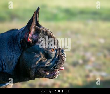 Dettaglio primo piano ritratto di un nero bulldog francese. Foto Stock