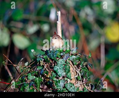 Wren alla ricerca di insetti nel sottobosco Foto Stock