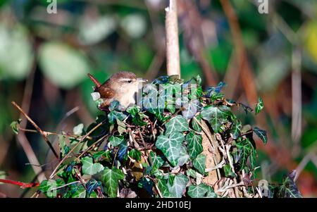 Wren alla ricerca di insetti nel sottobosco Foto Stock