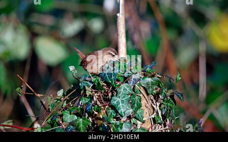 Wren alla ricerca di insetti nel sottobosco Foto Stock