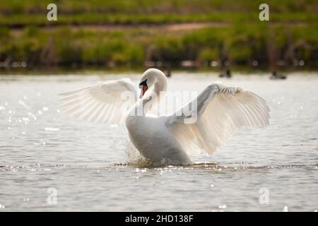 Mute cigno che batte ali (colore Cygnus). Uccelli che sbatte le ali Foto Stock