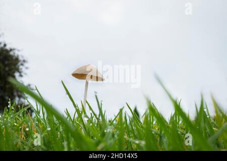 Un piccolo fungo selvatico si apre sul prato dopo una pioggia intensa Foto Stock