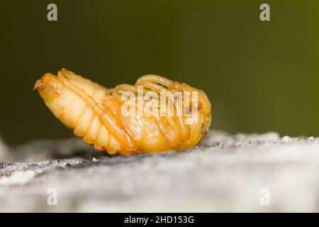 Pupi di rame (Protaetia cuprea) Foto Stock