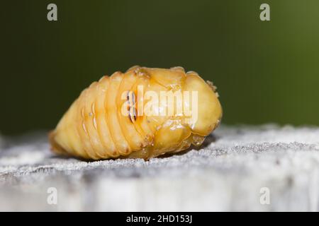 Pupi di rame (Protaetia cuprea) Foto Stock