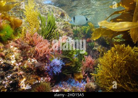 Subacquea varie alghe colorate con un pesce nell'oceano in acque poco profonde, Atlantico orientale, Spagna, Galizia Foto Stock