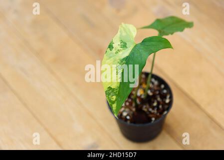 Closeup a Syngonium Aurea variegata nel vaso Foto Stock