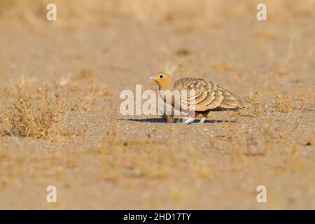 Sandgrouse (Pterocles exustus hinudstan), un adulto maschio abbellito da castagne, nel Parco Nazionale del deserto, Rajasthan, India Foto Stock