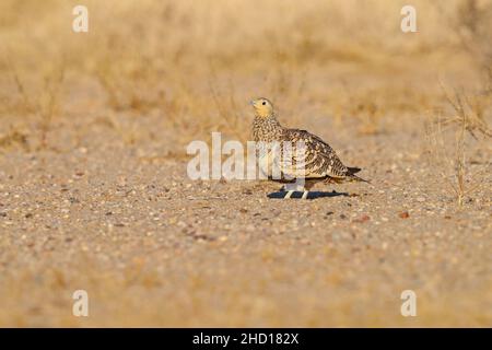 Sandgrouse (Pterocles exustus hinudstan), una donna adulta abbellita da castagne, nel Parco Nazionale del deserto, Rajasthan Foto Stock